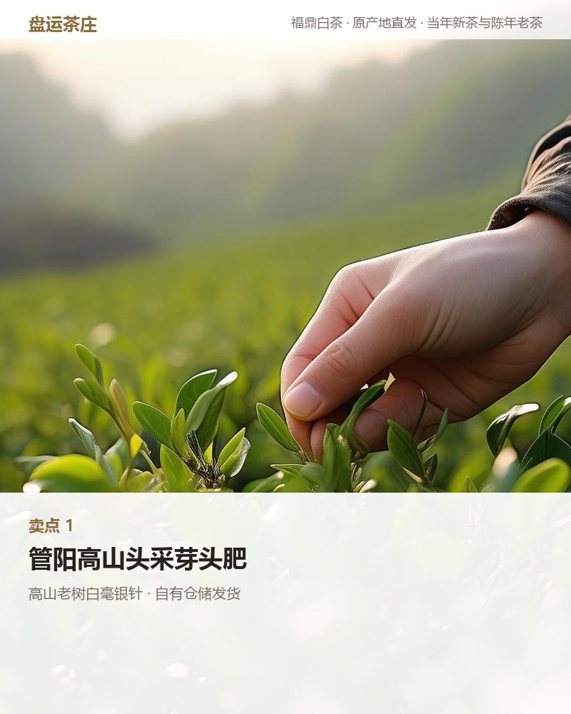 高山老树白毫银针 2026 年新茶 100g 详情图