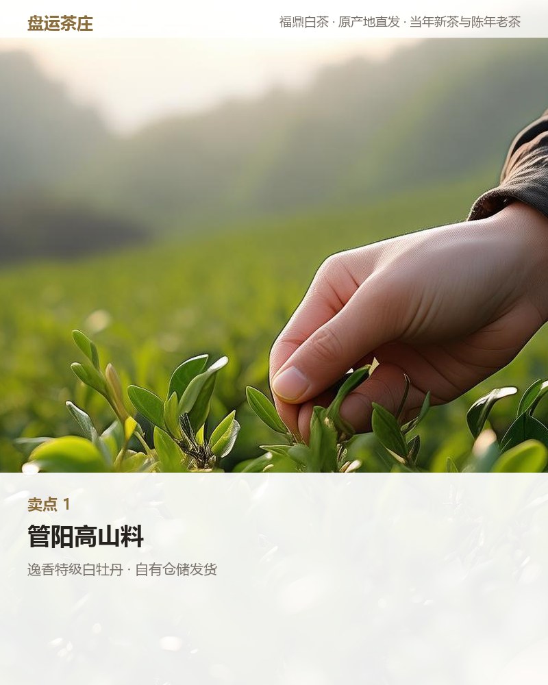 逸香特级白牡丹 300g 详情图