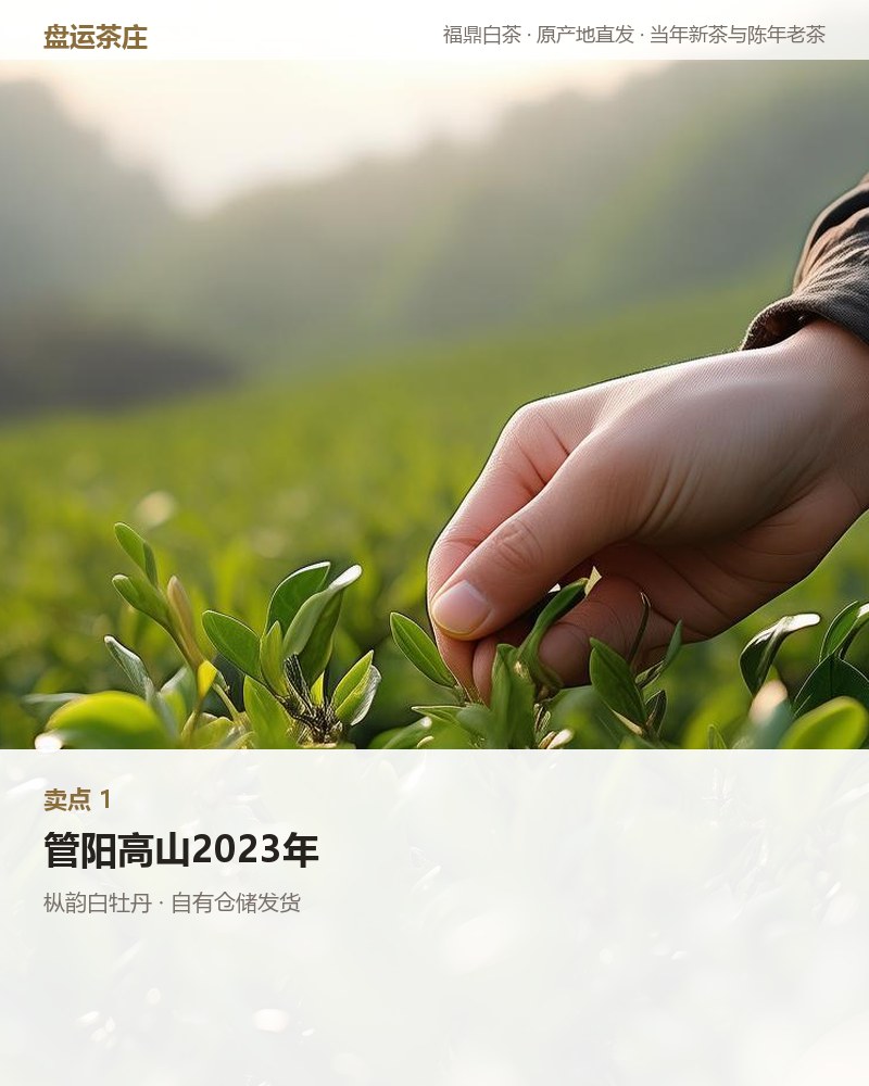 枞韵白牡丹 2023 年管阳高山 350g 详情图