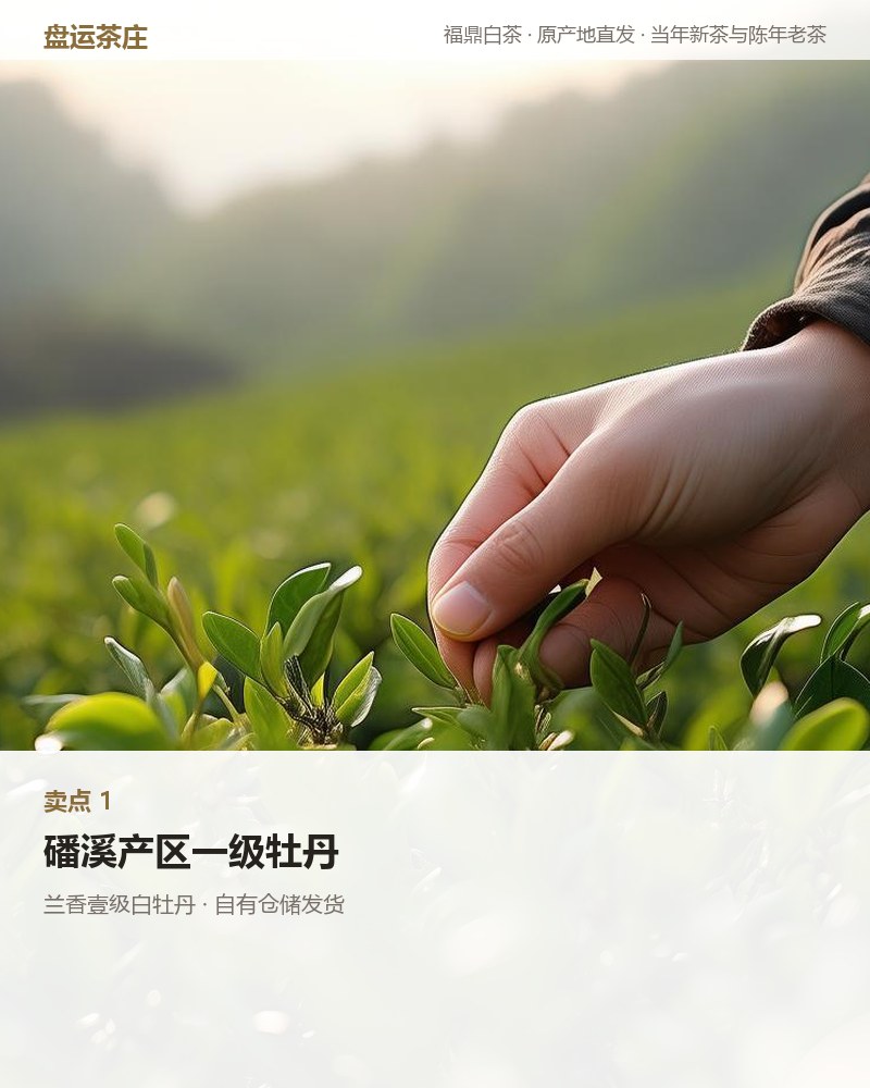 兰香壹级白牡丹 2026 年磻溪 250g 详情图