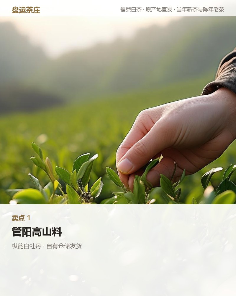 枞韵白牡丹 2023 年 100g 罐装 详情图