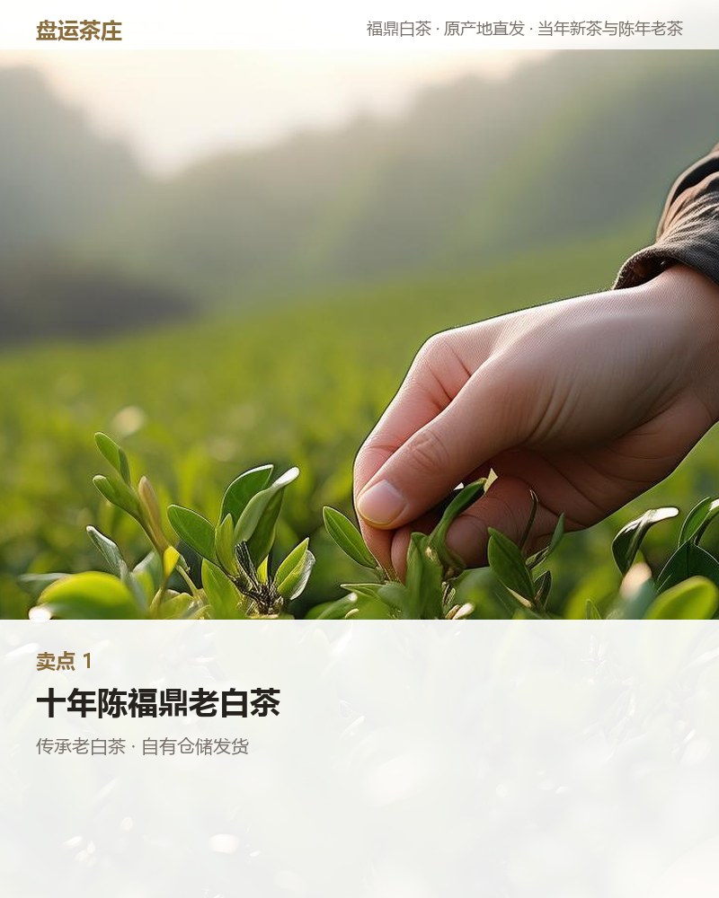 传承老白茶 2015 年 巧克力砖 100g 详情图