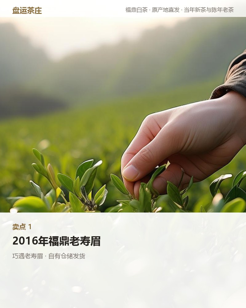 巧遇老寿眉 2016 年 巧克力砖 100g 详情图