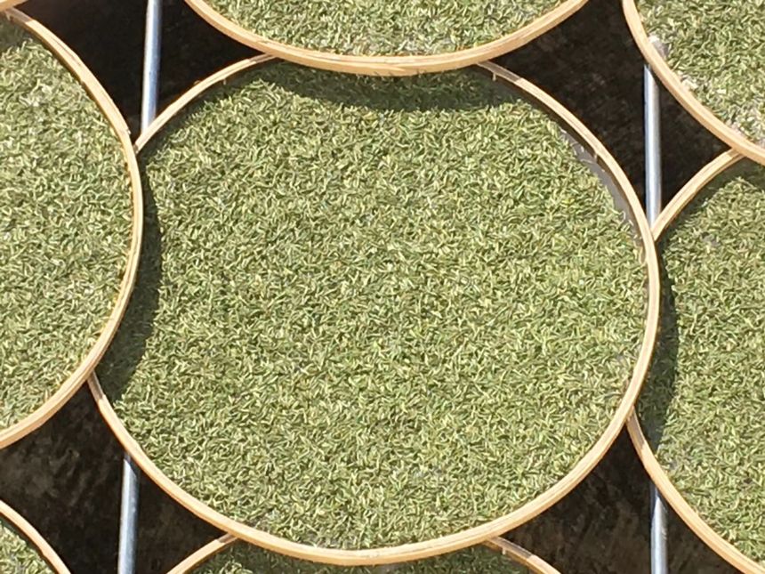 栖品荒野白毫银针 100g 荒野料